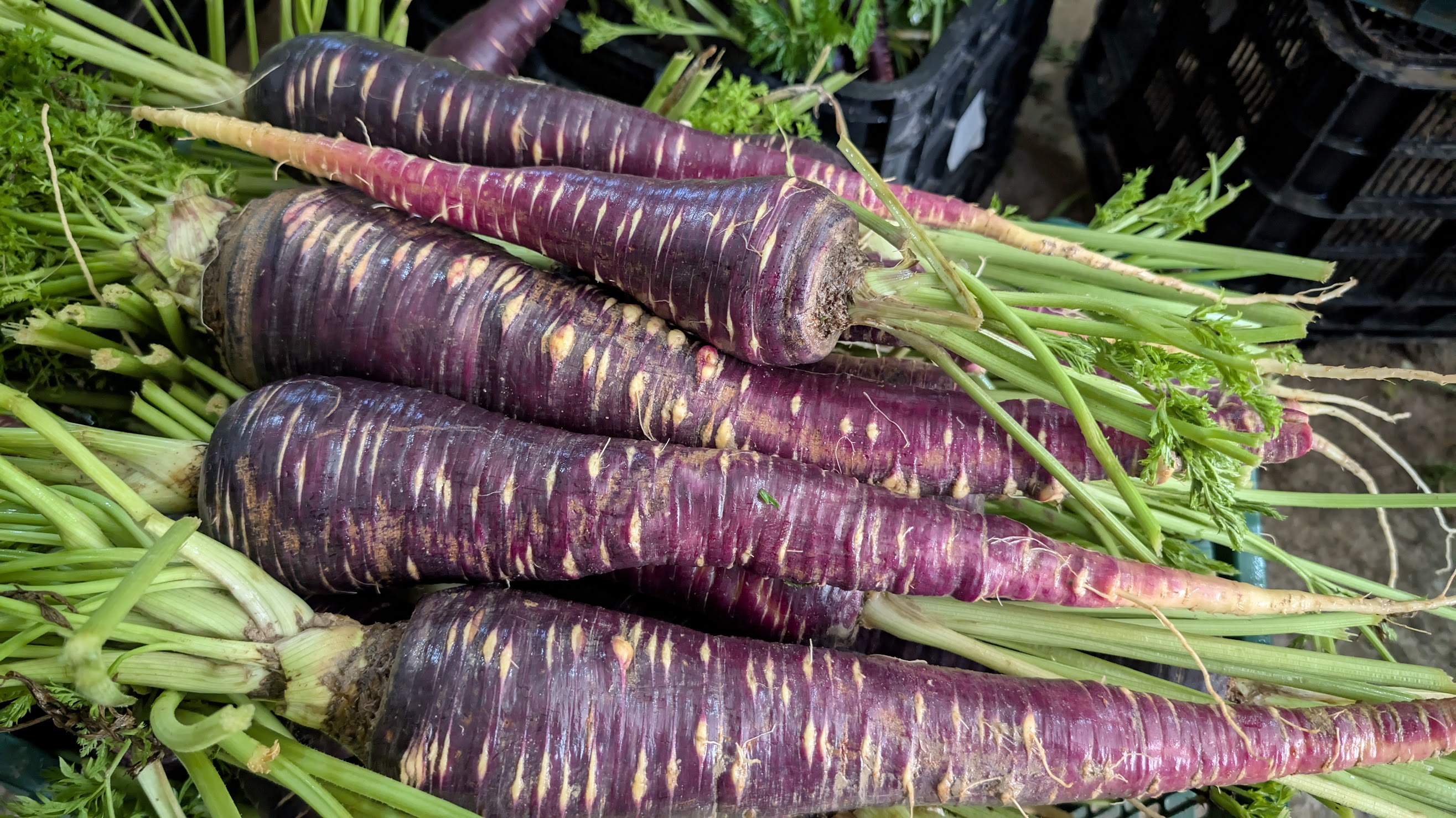 Zanahorias morás recién recogidas en Cuevas Bajas